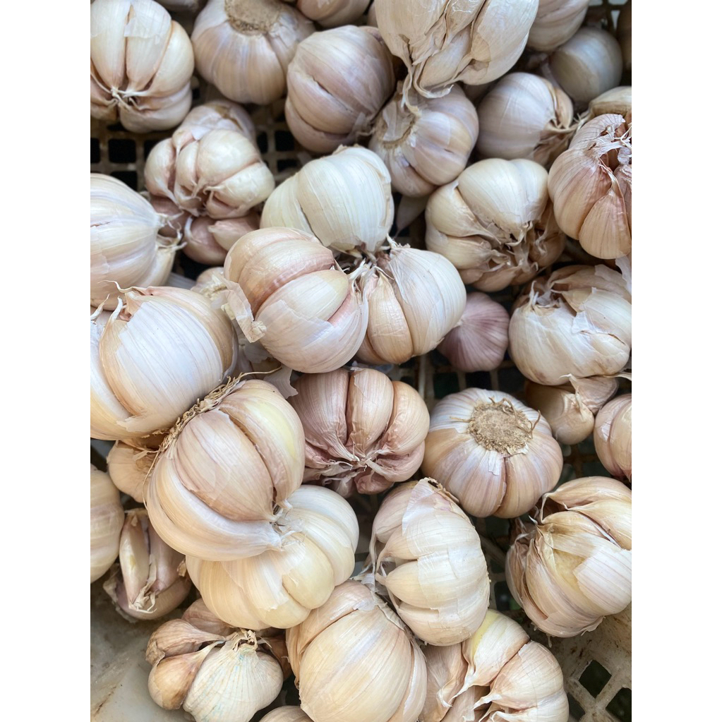 

BAWANG PUTIH MURAH || BAWANG PUTIH