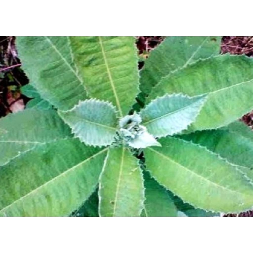 

Daun sembung pers(250gram)