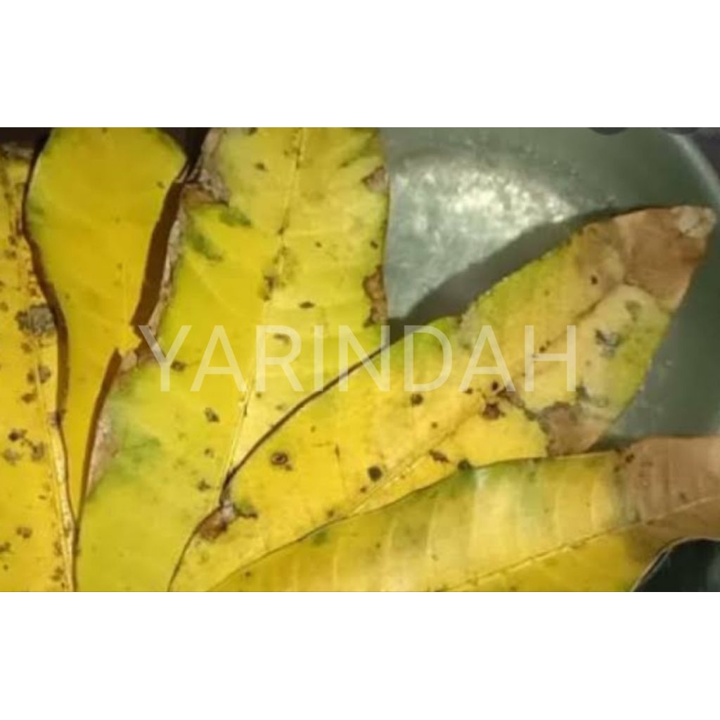 

Daun Mangga masih warna kuning dan Segar (berat 500gr)