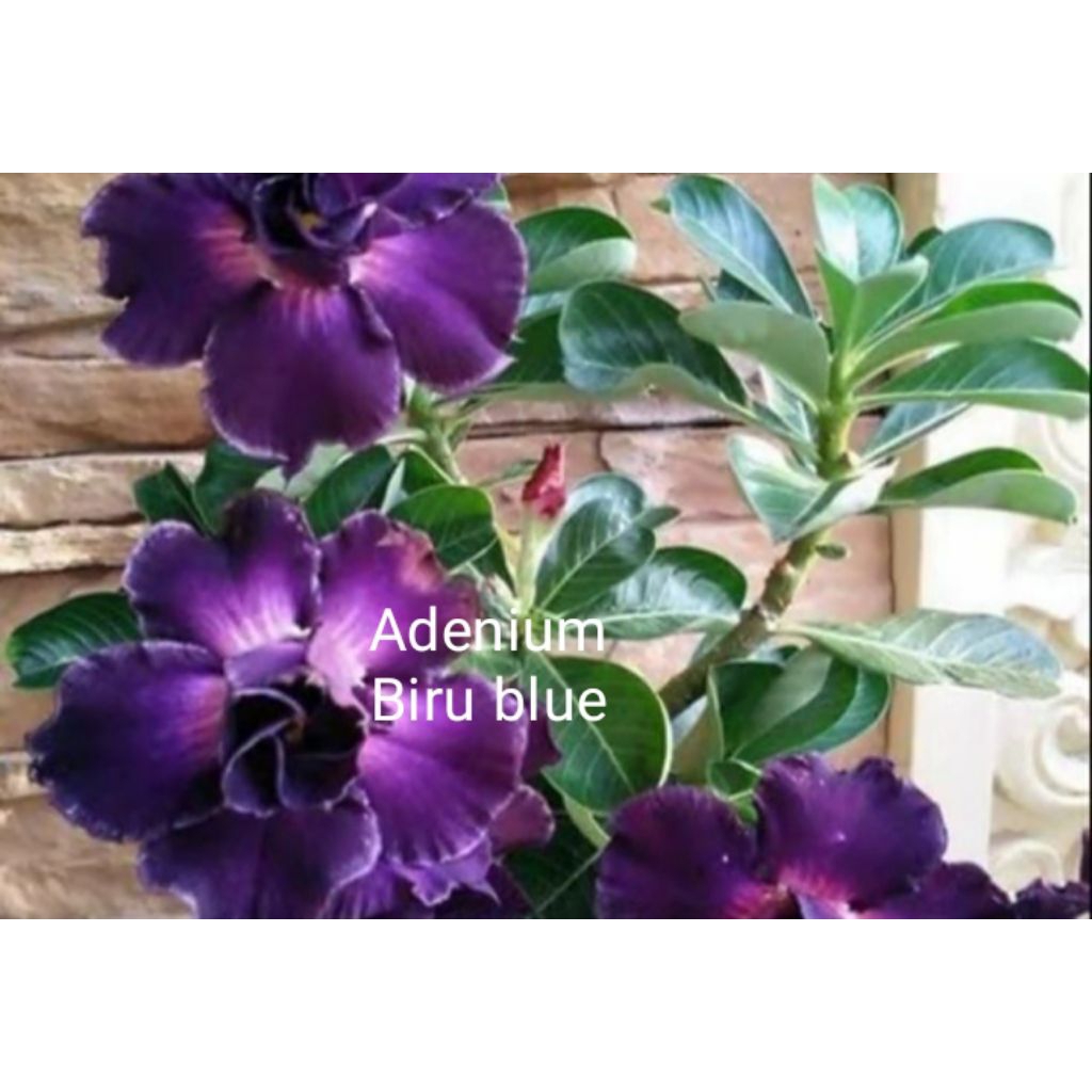Tanaman hias adenium biru blue
