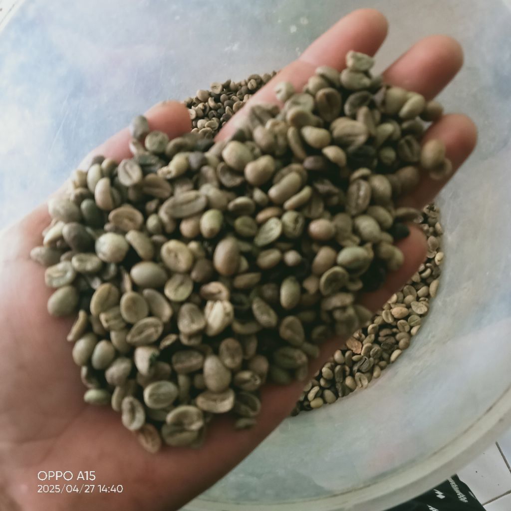 Greenbean robusta asalan
