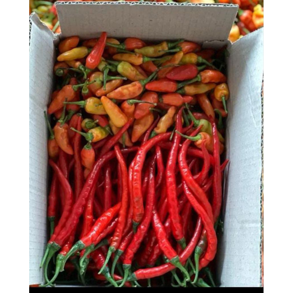 

1kg cabe kriting campur rawit harga murah