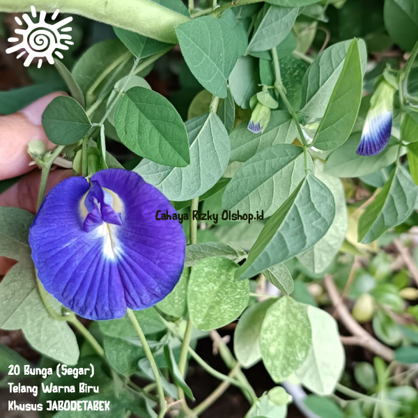 

bunga telang 20 pcs bunganya saja segar khusus JABODETABEK