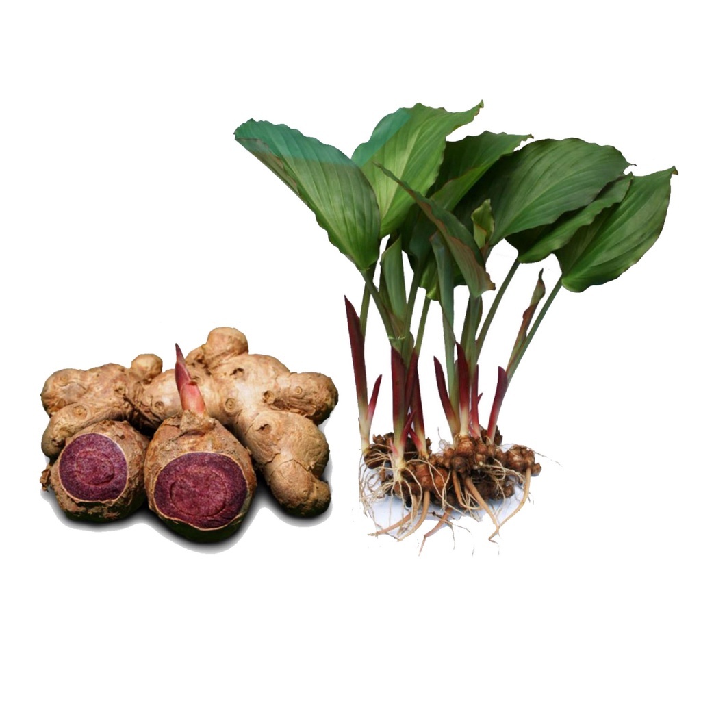 Rimpang dan Bibit Kunyit Hitam (Curcuma caesia) bisa COD