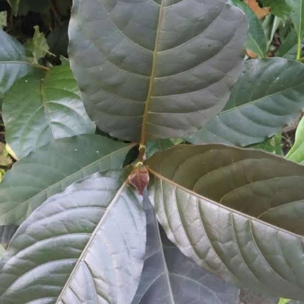 

PROMO 50 Lembar Daun Handeuleum Daun Ungu Obat Wasir Ambeien Ambeyen Termurah Ori Asli Kopi Hitam Hideung Mengatasi Sembelit, Wasir Menurunkan Kadar Kolesterol Graptophyllum pictum Bisul Rematik Demam Herbal Store 28