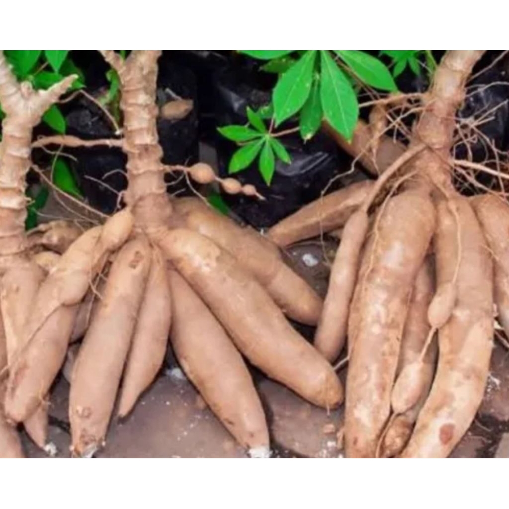 

singkong pohon 1kg