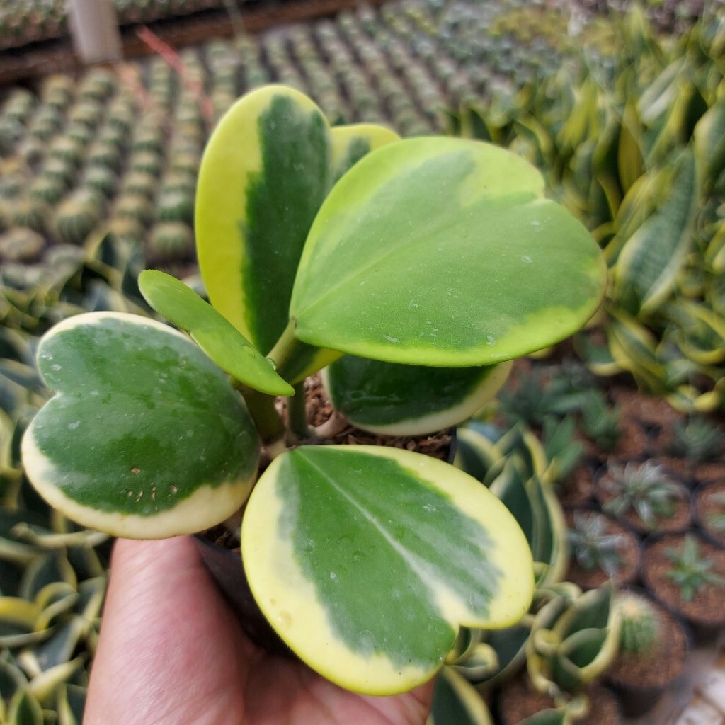 Hoya Keri Variegata | Tanaman Hias - Dekorasi Taman