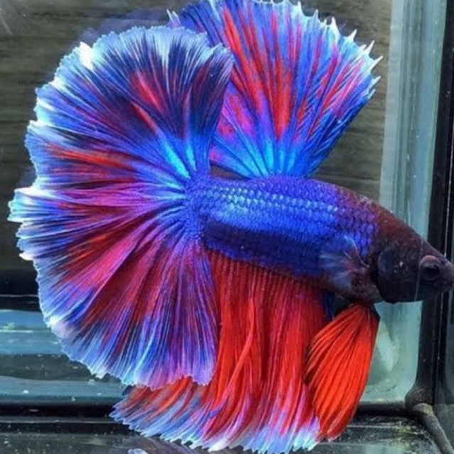 HIASAN AQUARIUM IKAN CUPANG HALFMOON JUMBO