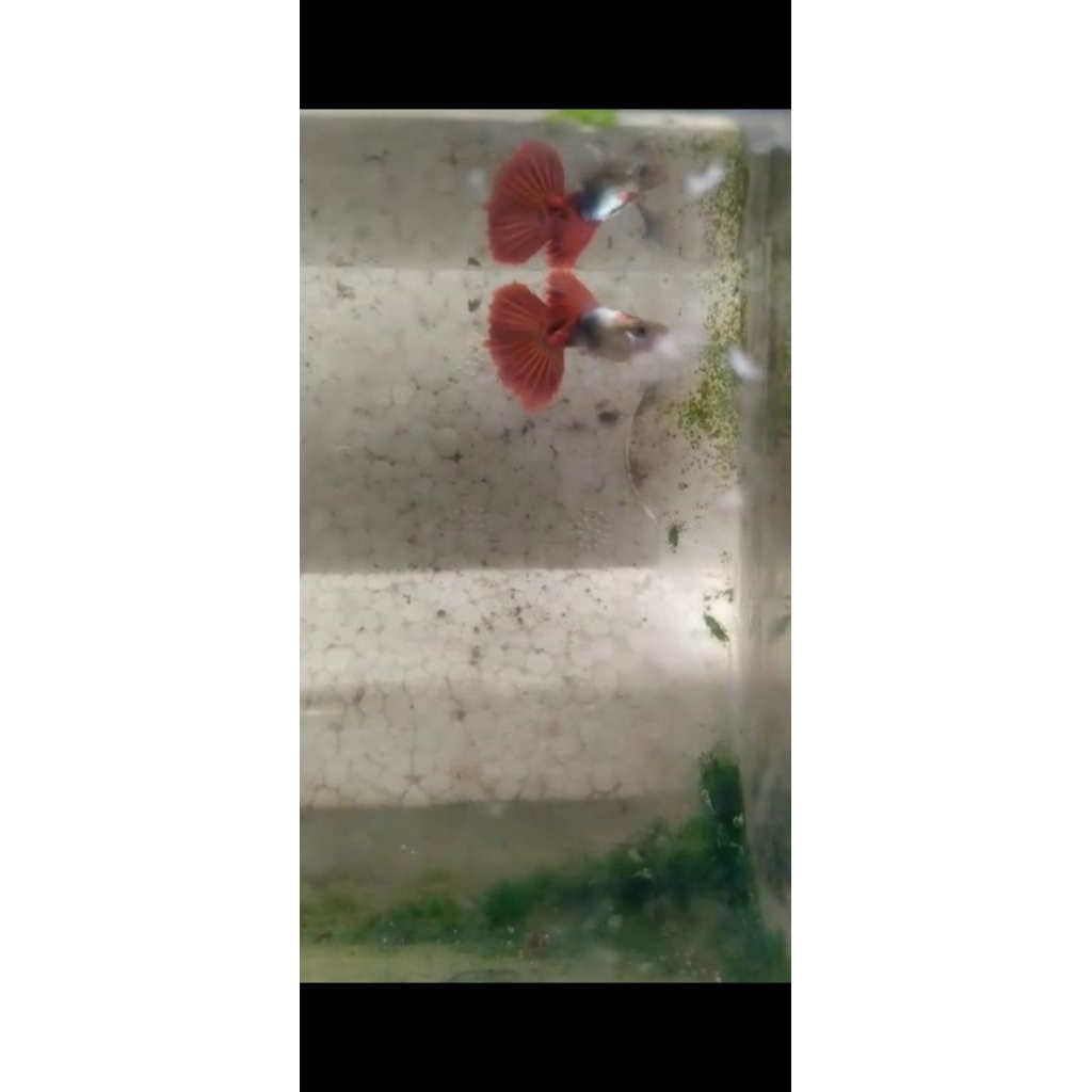 spsang platinun hb red rose