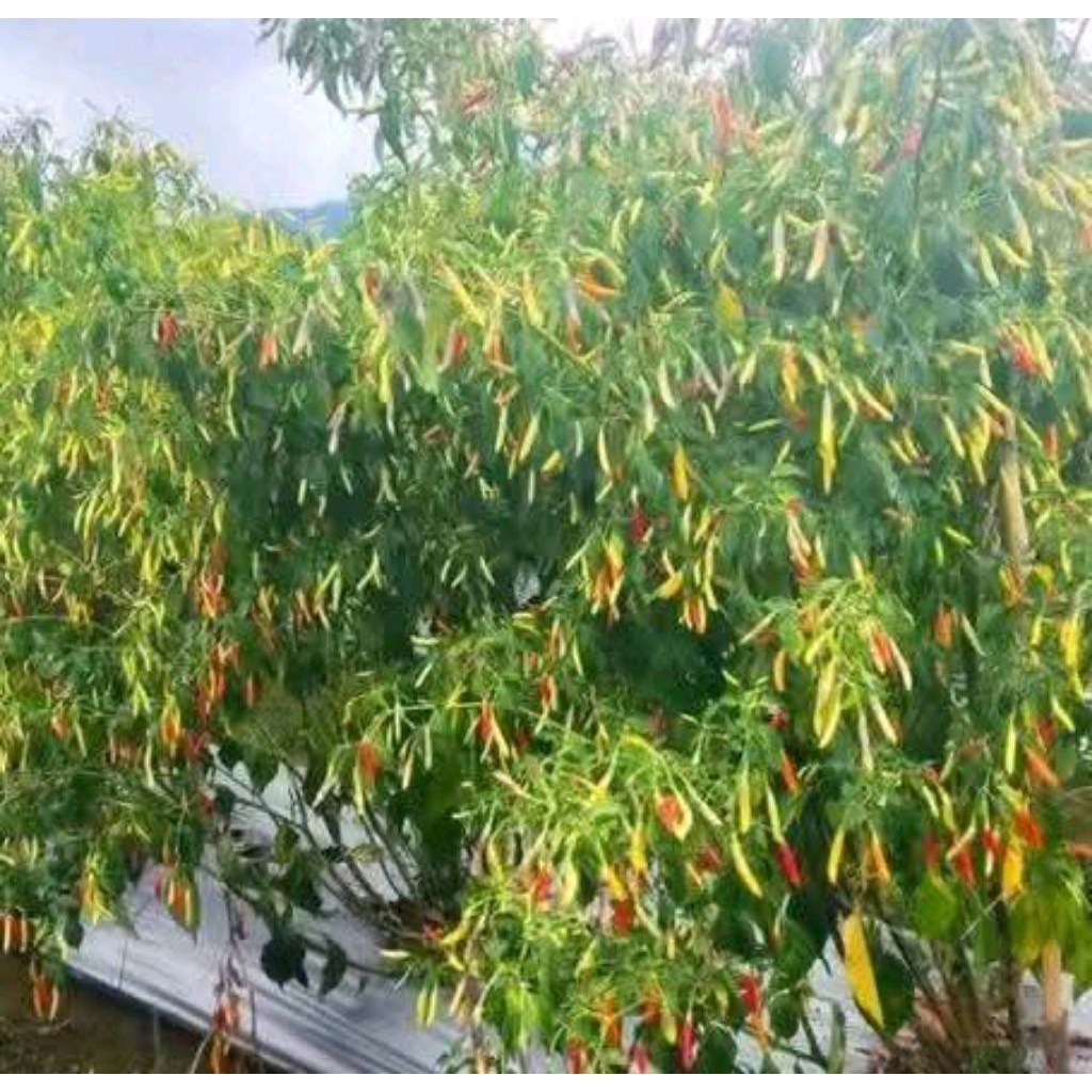 benih cabe jarum super beli 3 bonus 1