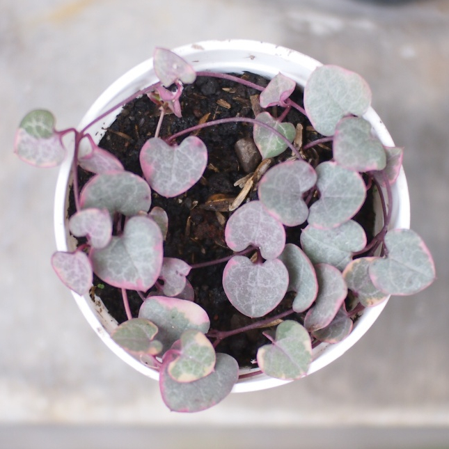 Sukulen String of Heart Variegata