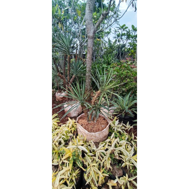 Yucca Gloriosa atau Tombak Raja