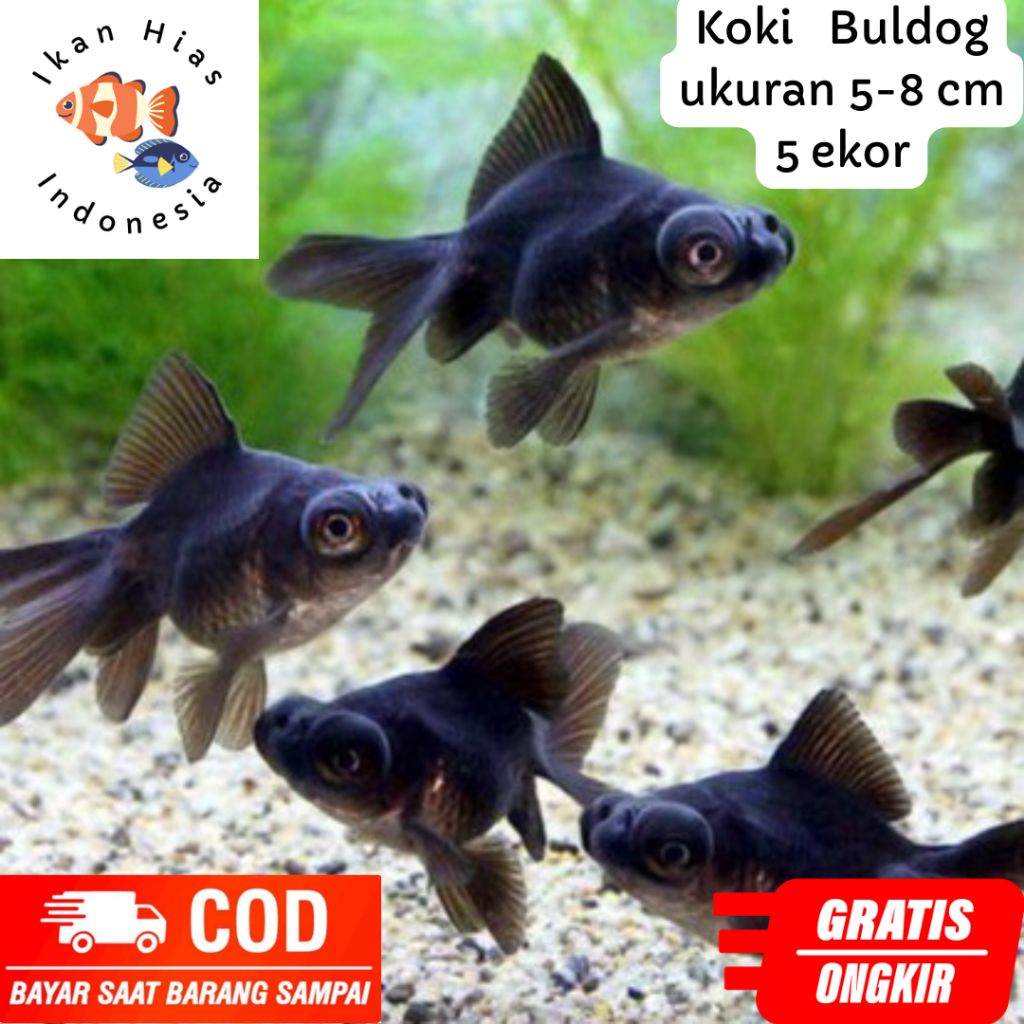 TERLARIS PROMO Ikan Mas Koki Buldog 5-8 Cm 5 Ekor | COD | Kualitas Terbaik | Hiasan Aquarium | Aquas