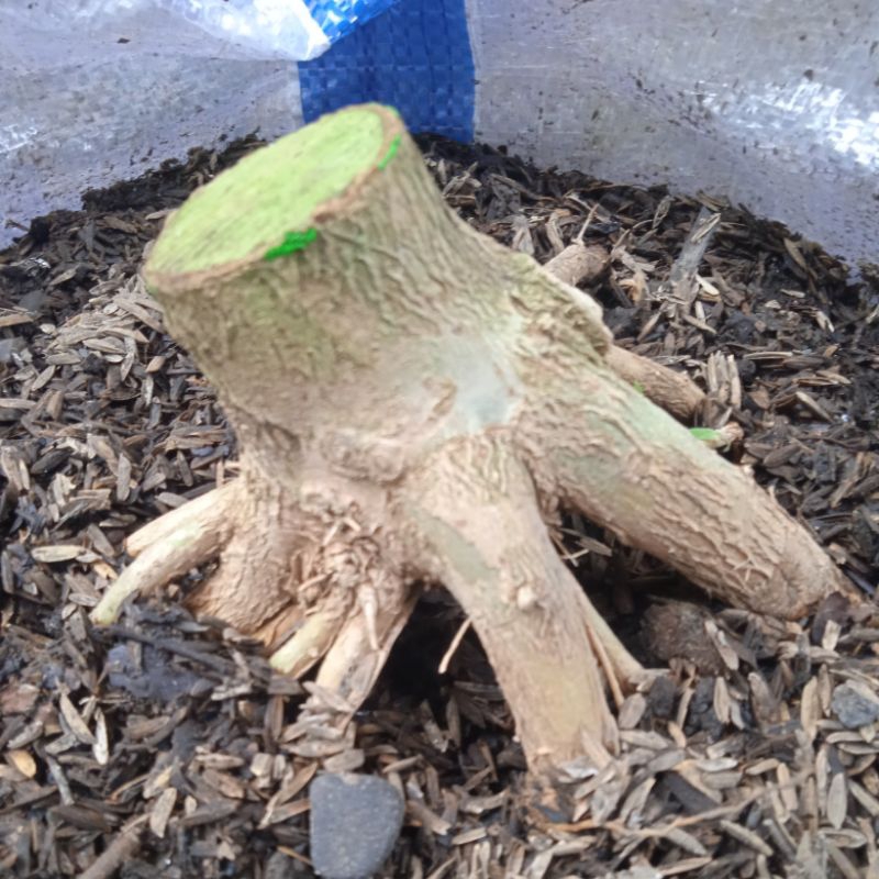 program akar prospek