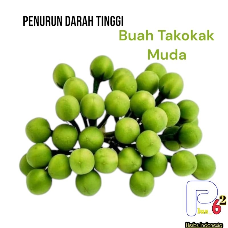 

Sayur Buah Takoka-Cipokak Segar Hemat 100 Gr