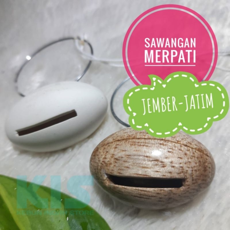 Sawangan Merpati Hatong Model Kalung Suara Nyaring