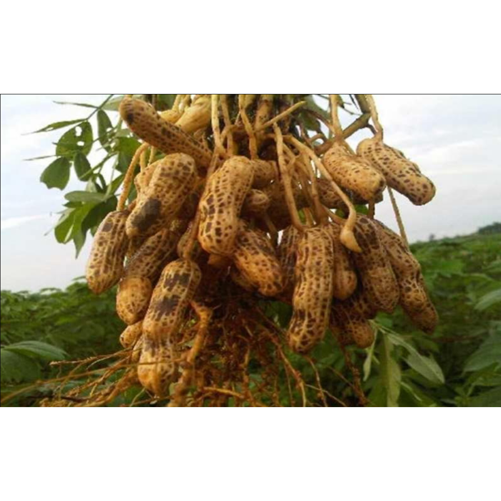 

kacang tanah 1kg fresh