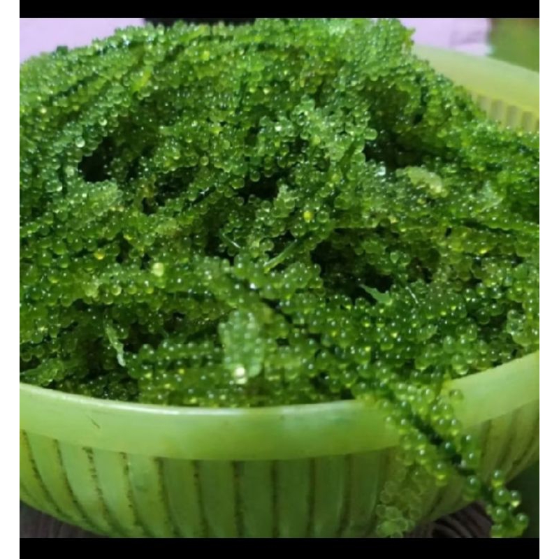

latoh/lawi lawi/bulung boni/sea grapes/green caviar/anggur laut 1kg