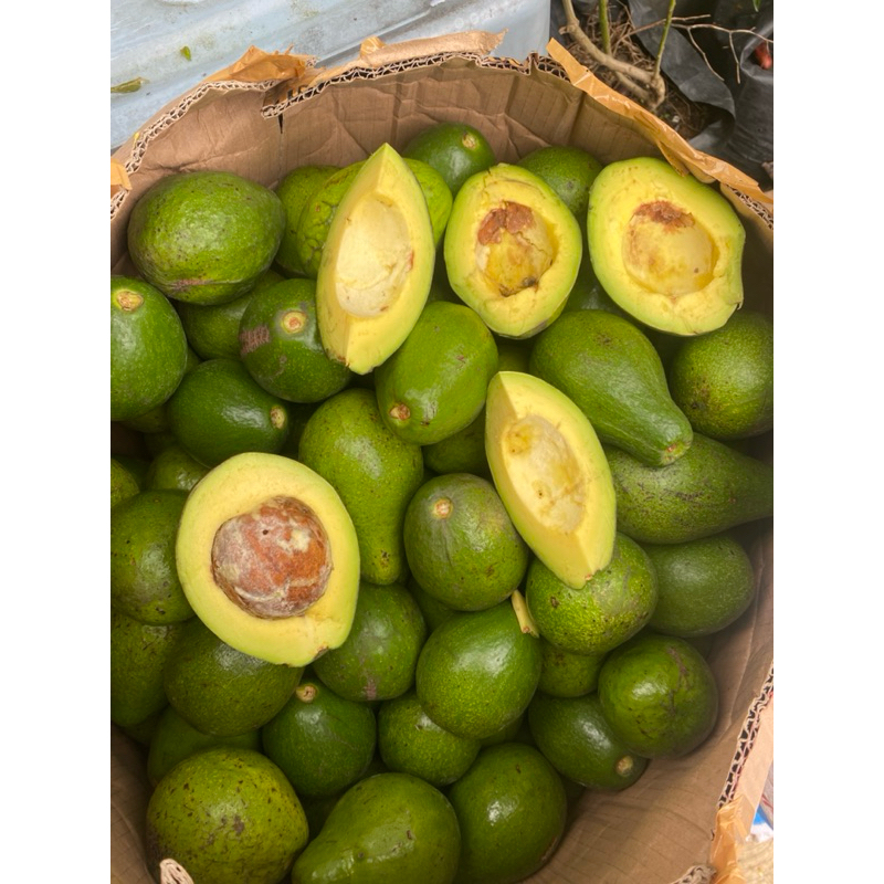 

ALPUKAT MENTEGA | ALPUKAT