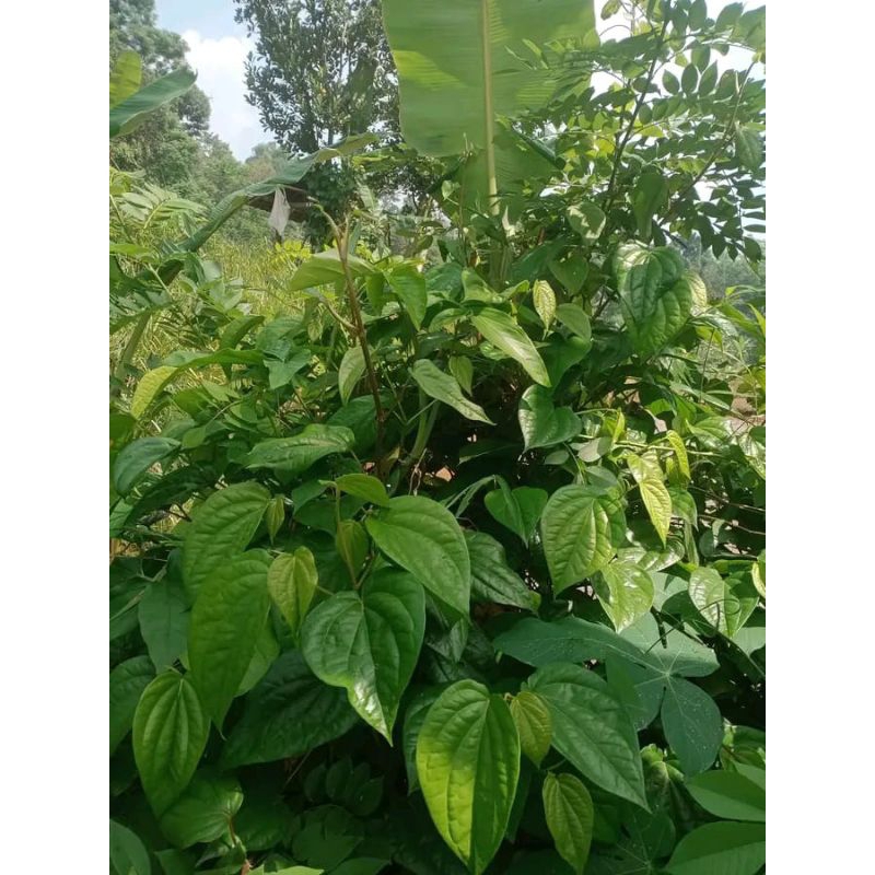 

Daun sirih putih 10 lembar daun sirih putih