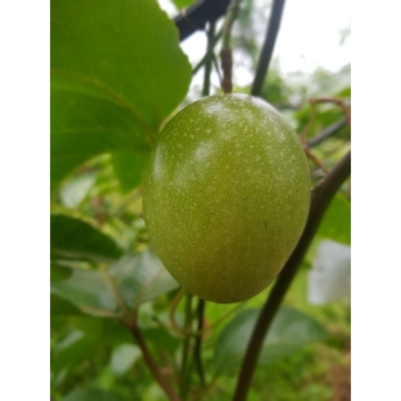 

Buah Markisa/Buah markisa segar/buah markisa 1kg