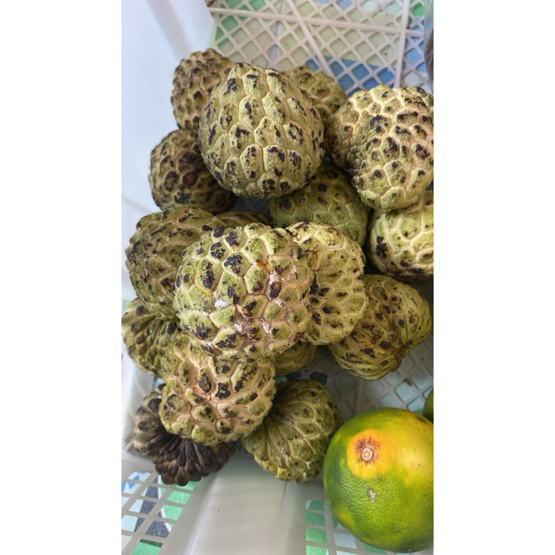 

Buah Srikaya Lokal