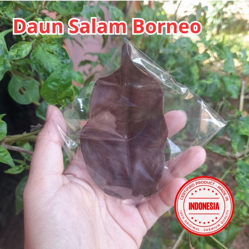 

Daun Salam BORNEO Asli ORIGINAL 1 Lembar PRODUK TERBATAS