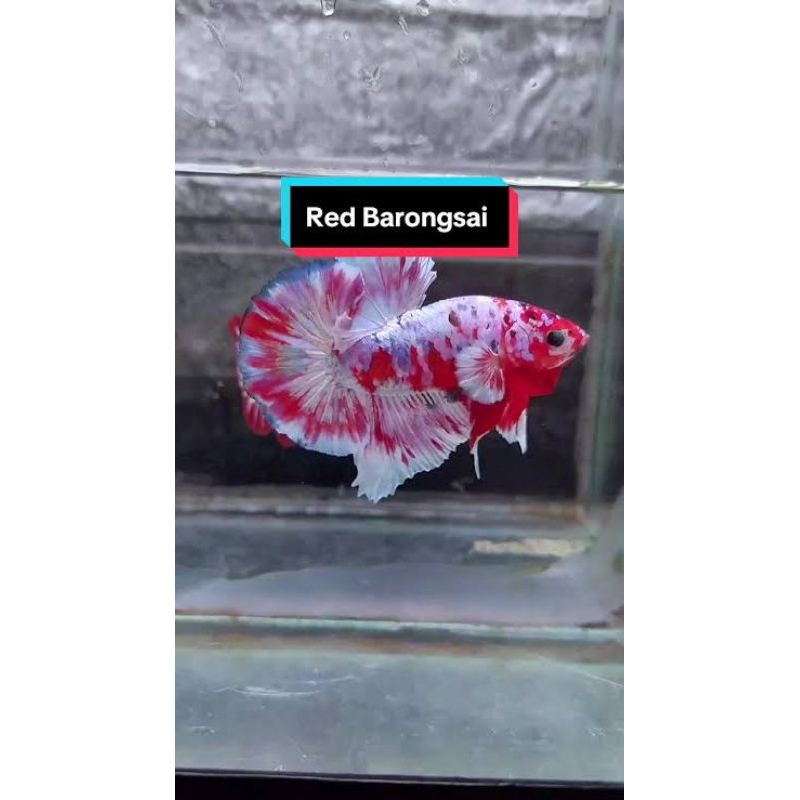 Cupang barongsai paling murah