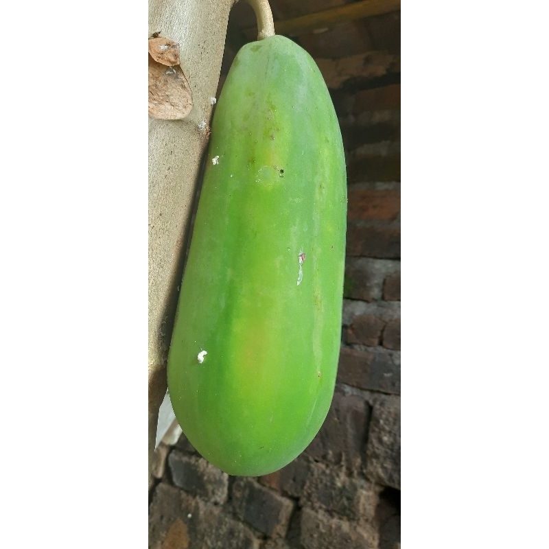 

buah pepaya fresh baru petik dari kebun