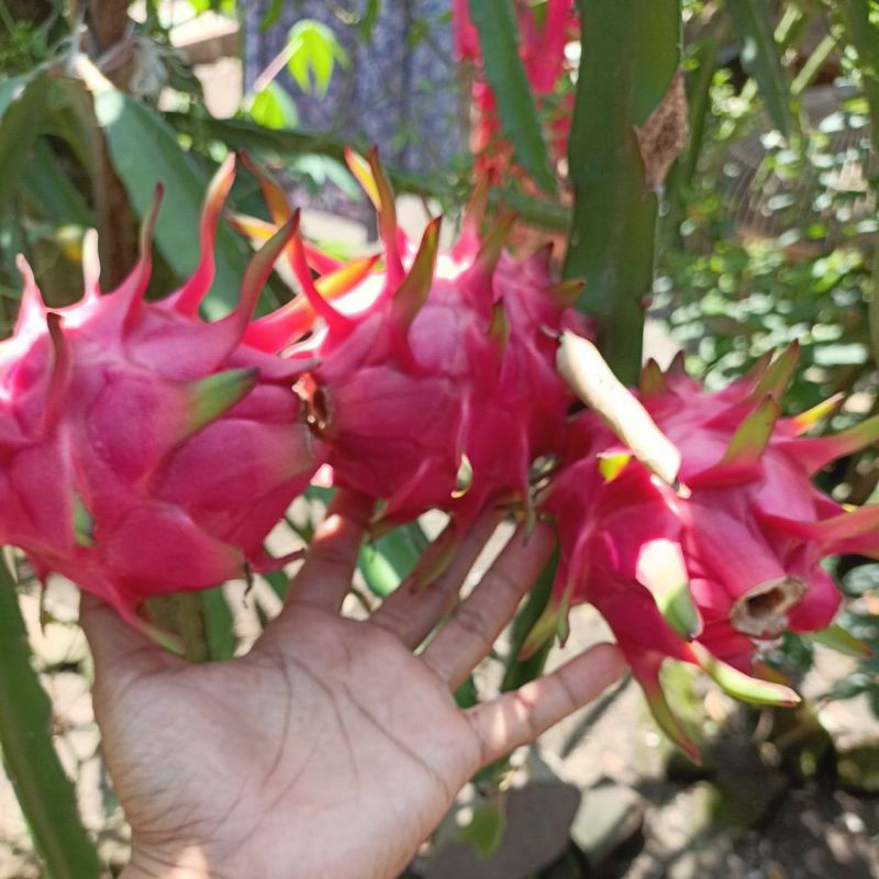 

Buah NAGA merah Fresh langsung kebun