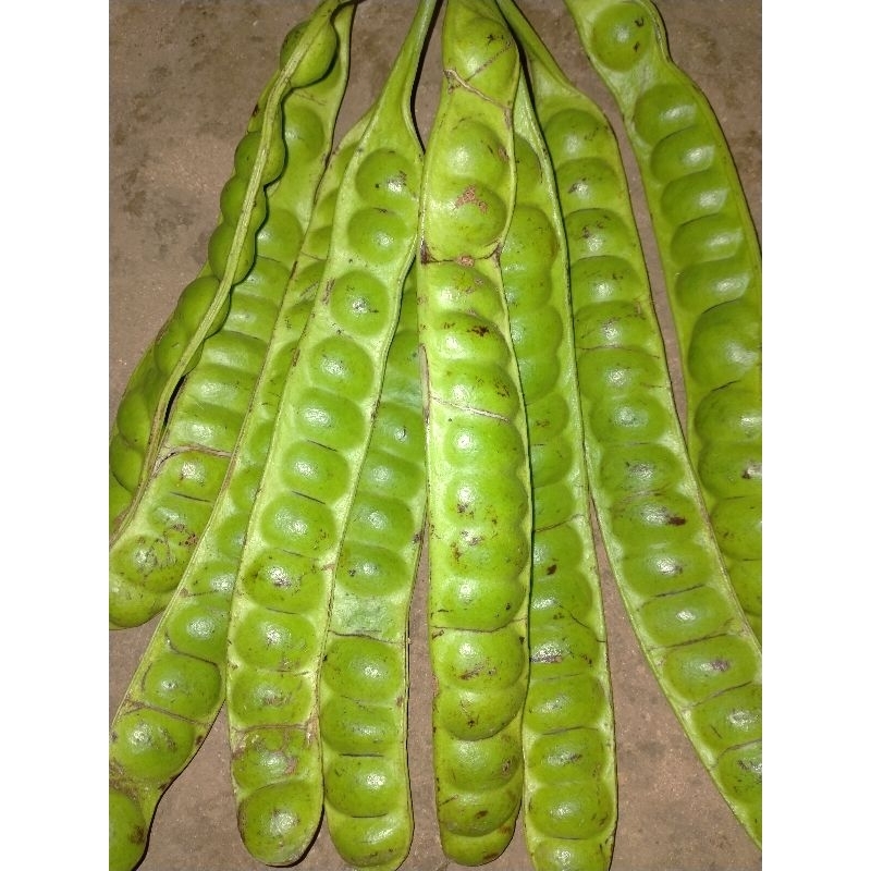 

Pete fresh asli tua/10 papan 25rb