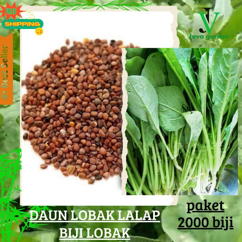 2000 BIJI- benih biji paket lobak|benih lobak daun radish