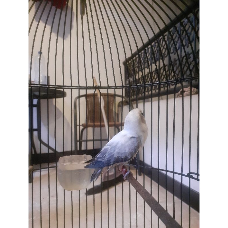 love bird biola euwing violet jantan