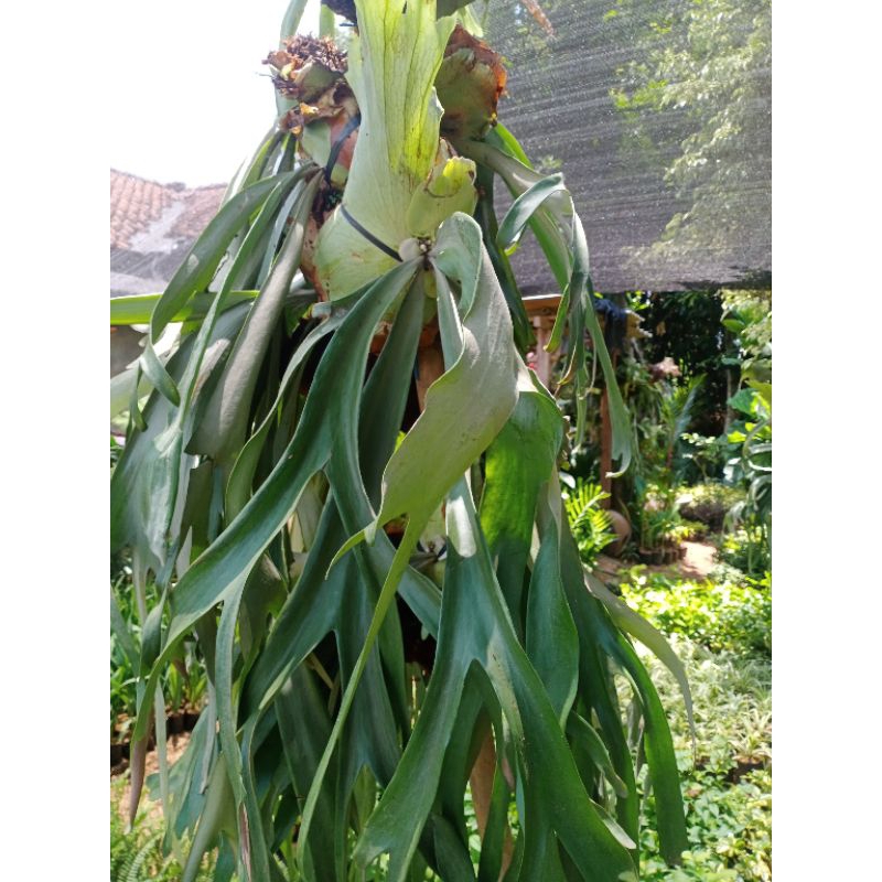 Tanaman Hias kandaka tanduk rusa besar