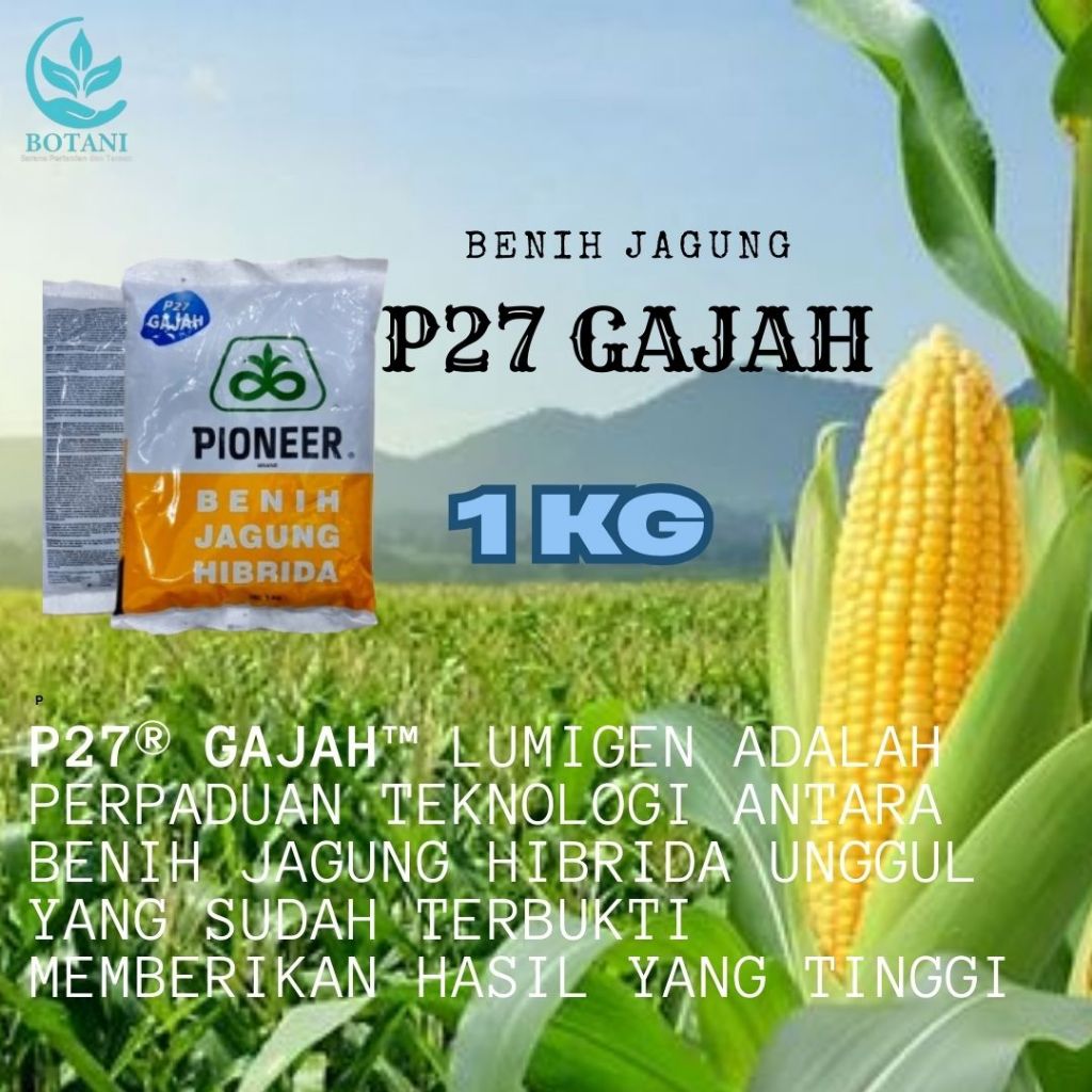 Benih jagung hybrida P27 Gajah