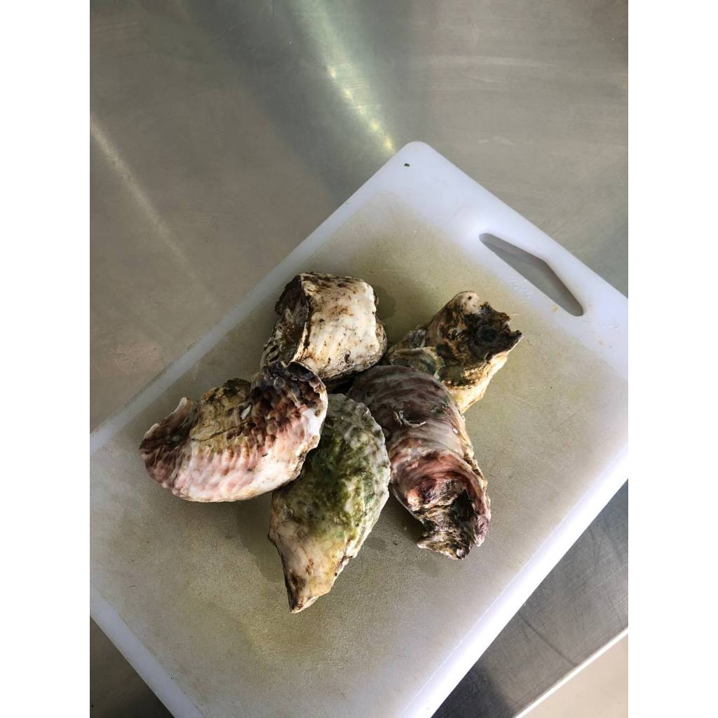 

Oyster / Tiram Life Hidup