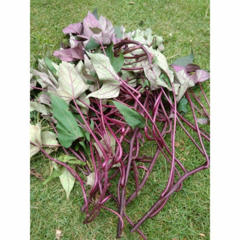 Bibit pohon  stek ubi ungu/ubi jalar ungu 10 bibit pohon ubi jalar ungu