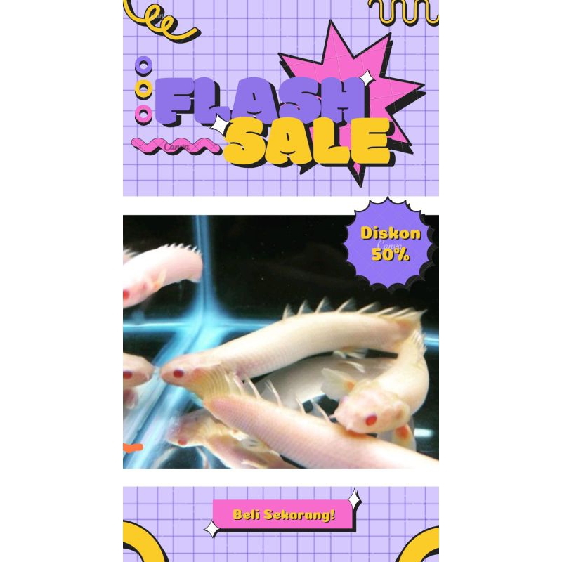 Palmas Albino 10-12CM #PromoSpecial