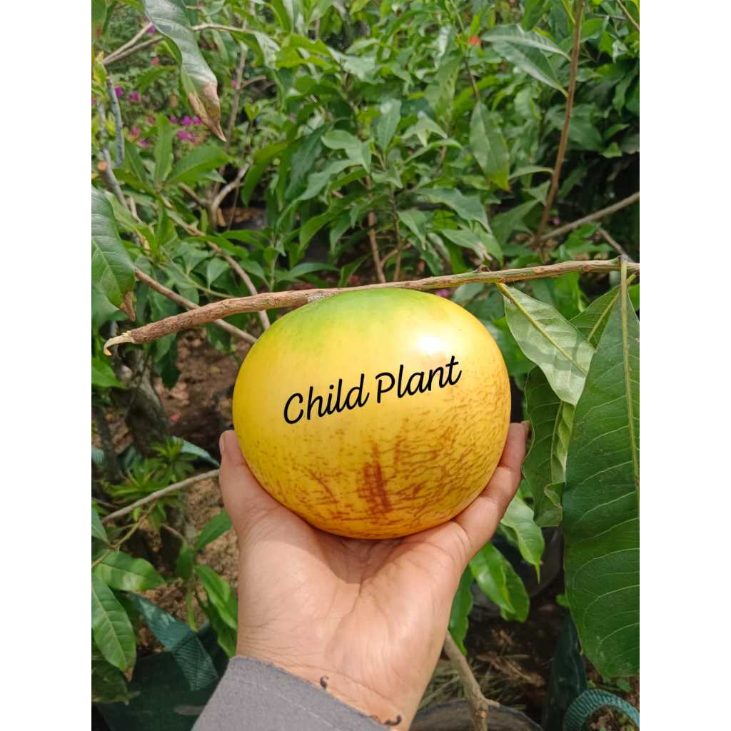 Tanaman Abiu Jumbo Taiwan 350