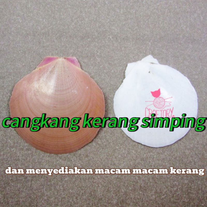 cangkang kerang simping/cangkang kerang scallop 200 gram