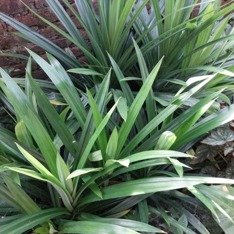 

Daun Pandan Segar/Kering