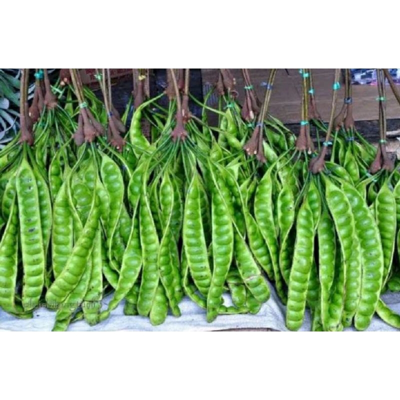 

pete tua fres 1 ikat (10 papan)/pete lumajang murah.