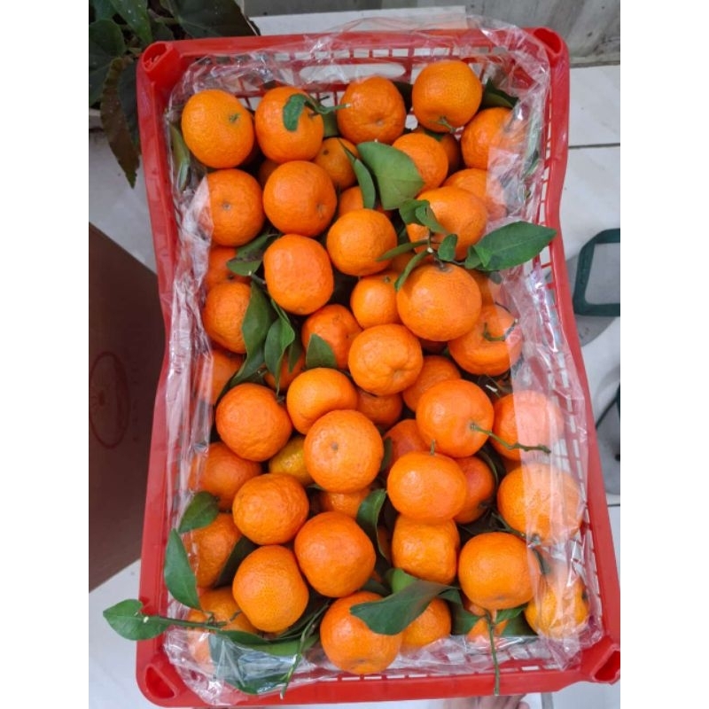 

Jeruk Santang Daun Santang Tangerine 1kg Malang Kota