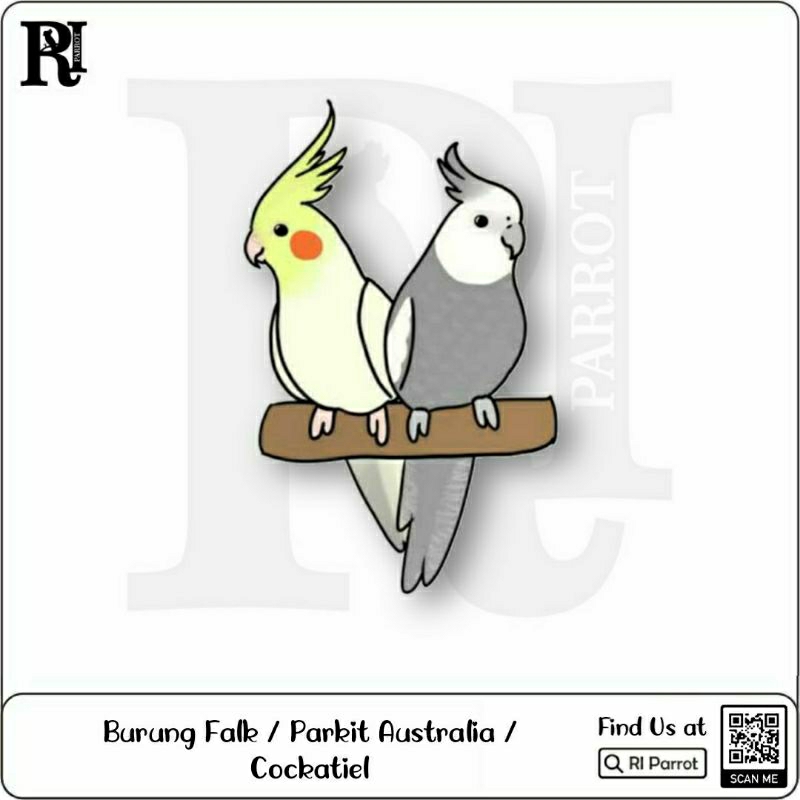 Baby Falk / Parkit Australia / Cockatiel