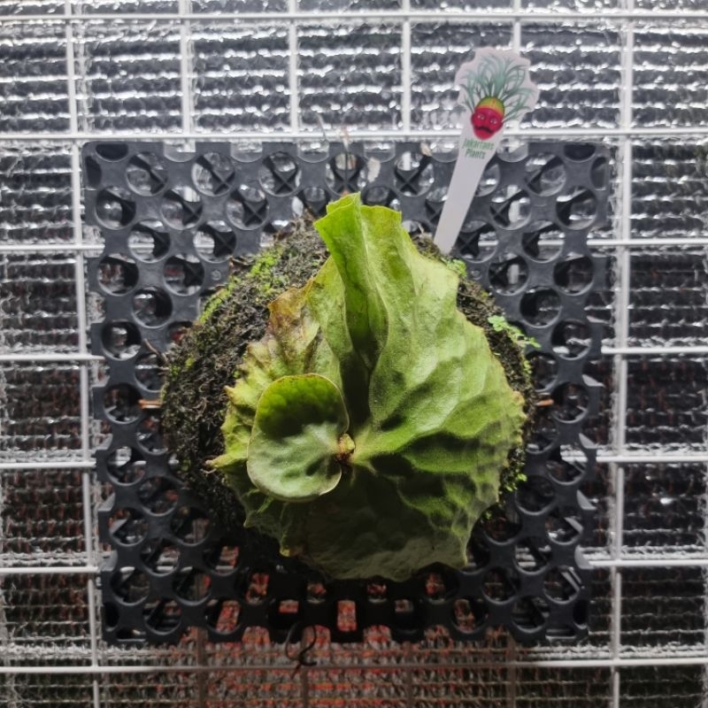 Platycerium Erawan (Hybrid Madagascariense X Elephantotis)