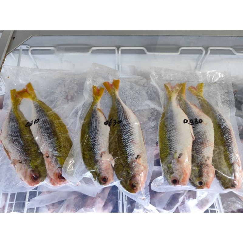 

Ikan Ekor kuning Jumbo