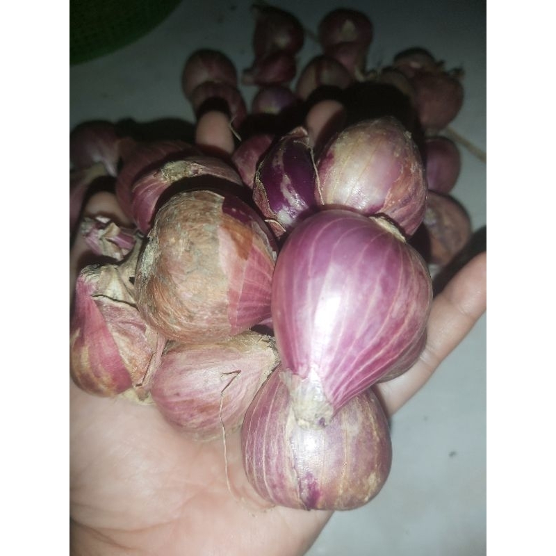 

bawang merah besar/brambang/bamer