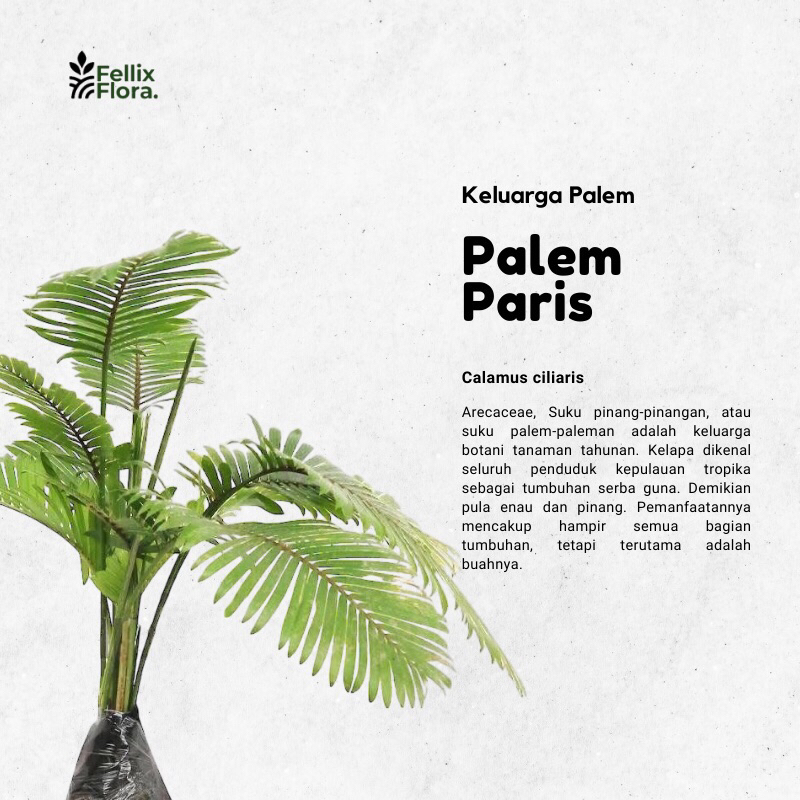 Tanaman Hias Palem Paris Mini