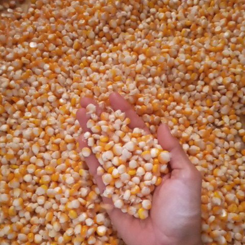 

Jagung Popcorn Mentah - Hasil Panen Terbaik
