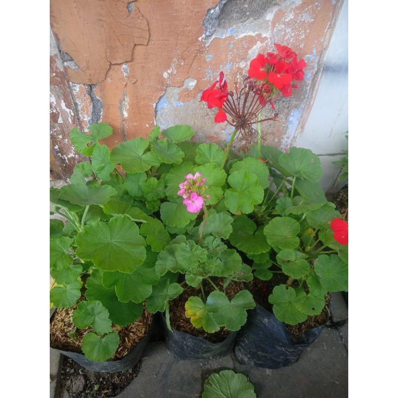 Bunga geranium